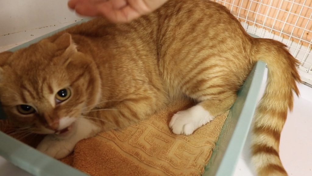 Rescued Feral Cat Can Be Touched Lory's Cats