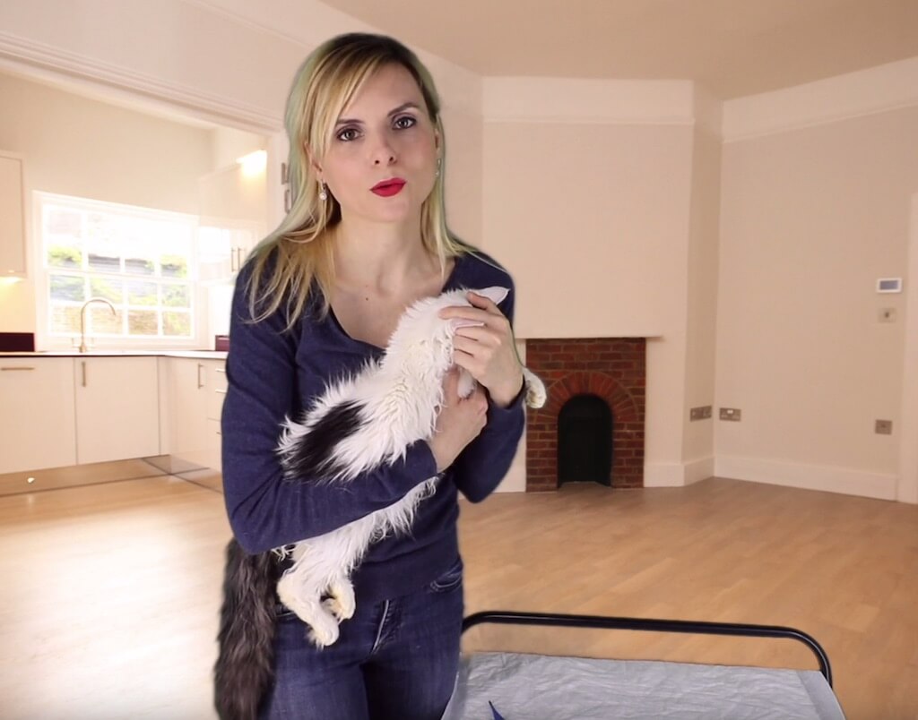 How to Check a Cat's Temperature Lory's Cats