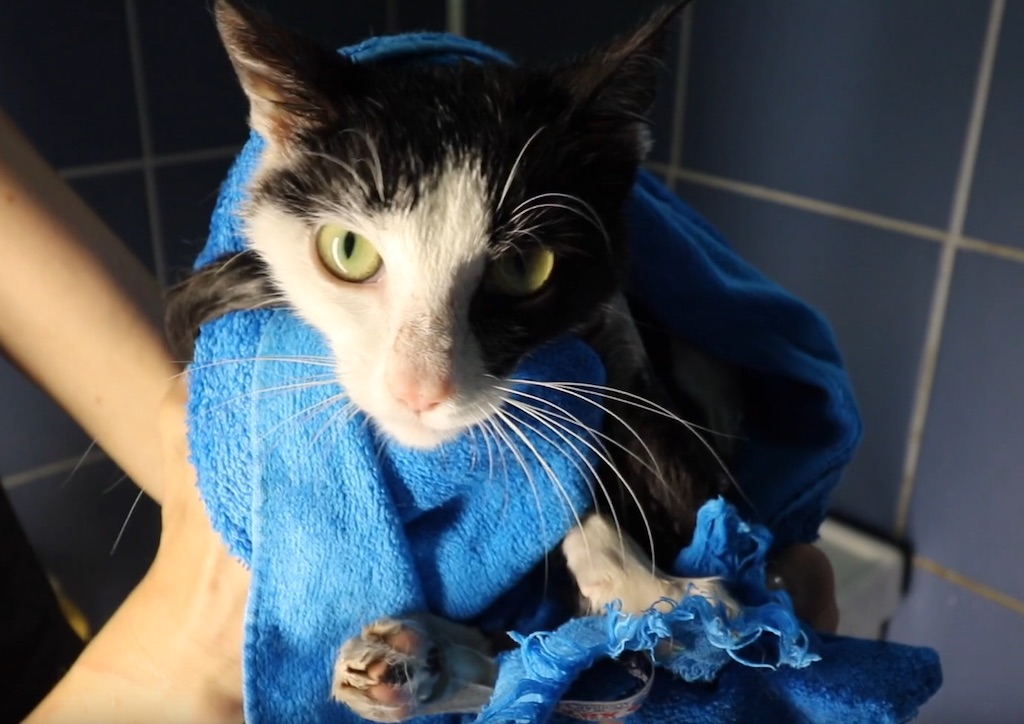 Cat Needed To Be Washed Lory's Cats