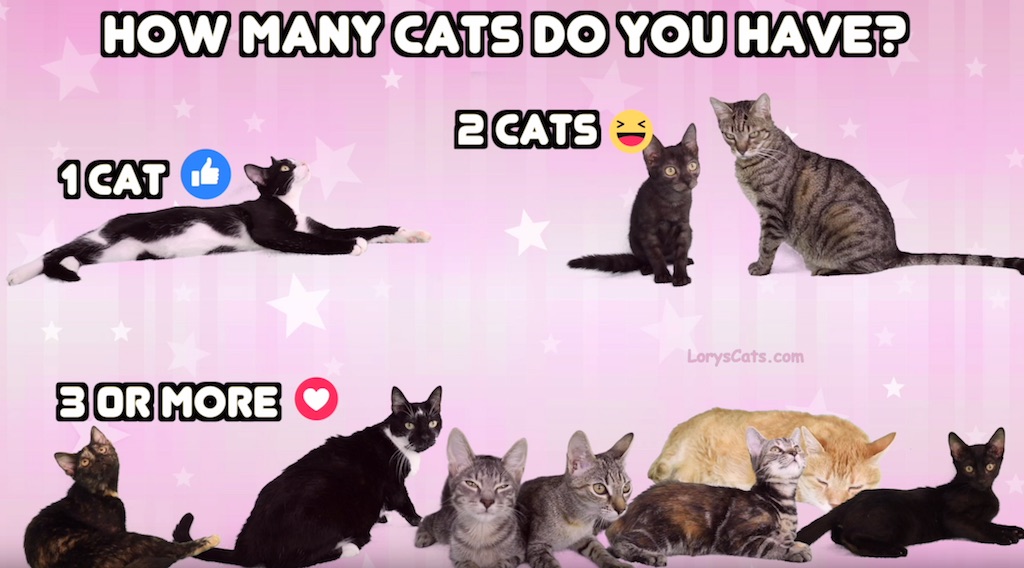 How Many Cats Do You Have? Lory's Cats